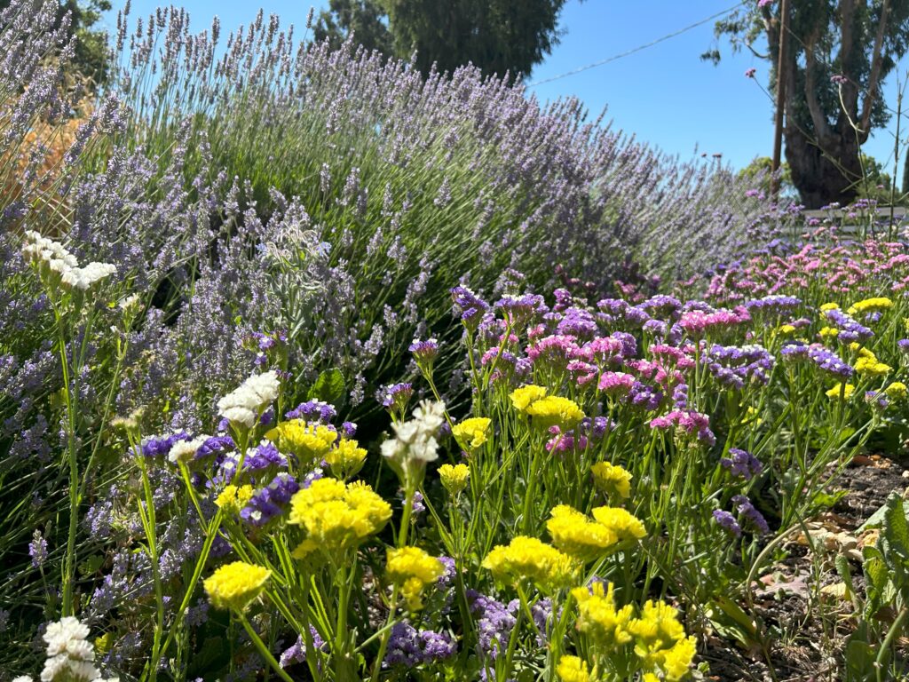 Join Supervisor Dave Haubert’s Challenge! Sunflower Hill