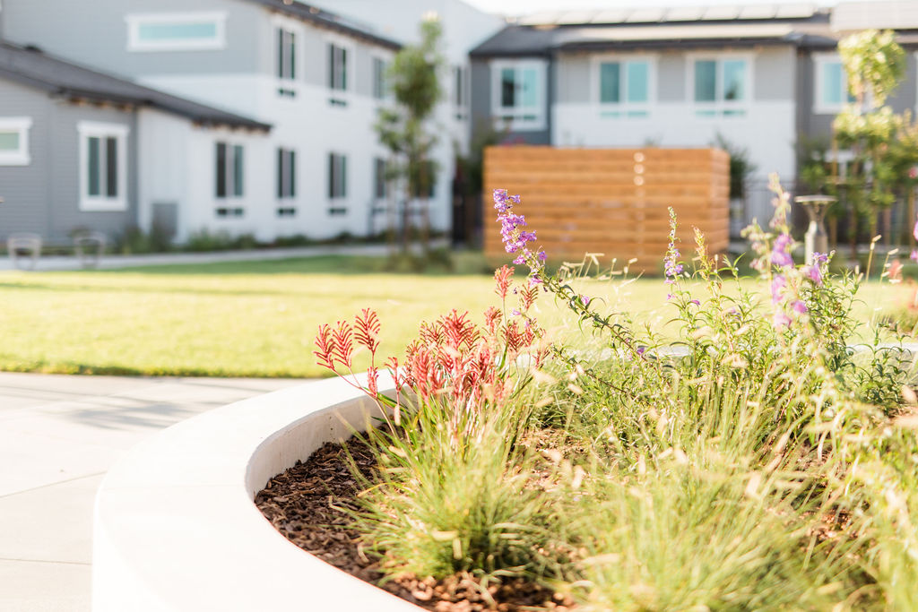 Sunflower Hill at Irby Ranch