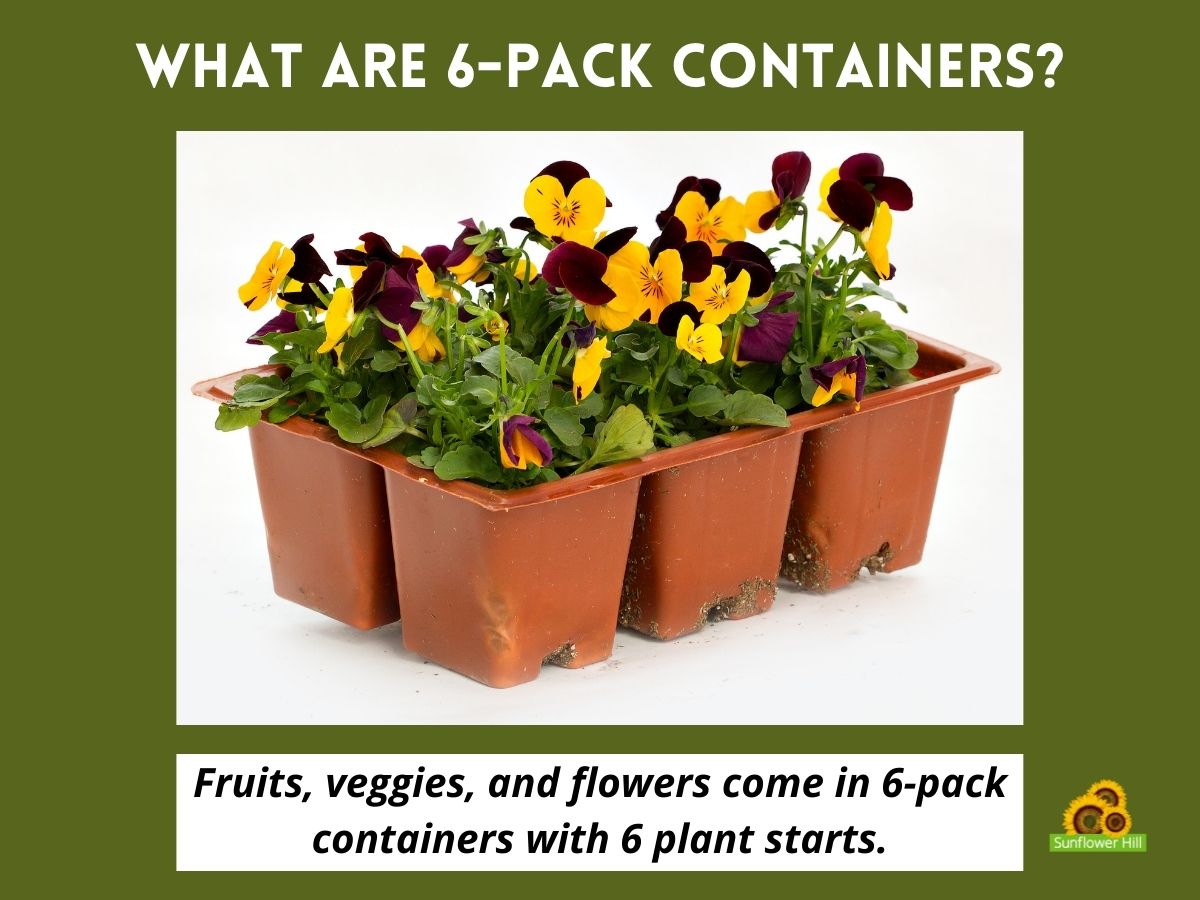 What are 6-pack containers? Fruits, veggies, and flowers come in 6-pack containers with 6 plant starts. Picture of violets in a 6-pack container