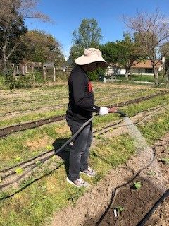David watering plants at the Sunflower Hill Garden.