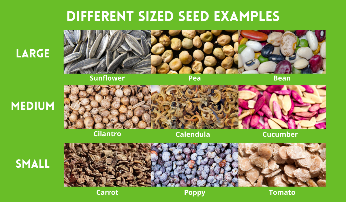 Different sized seeds