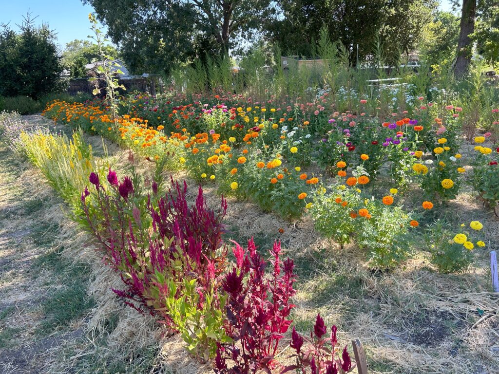 Join Supervisor Dave Haubert’s Challenge! Sunflower Hill