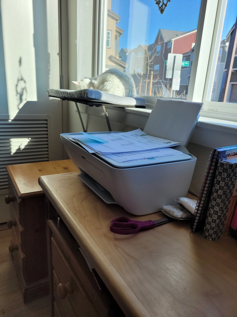 Cat sleeping on window sill in sun