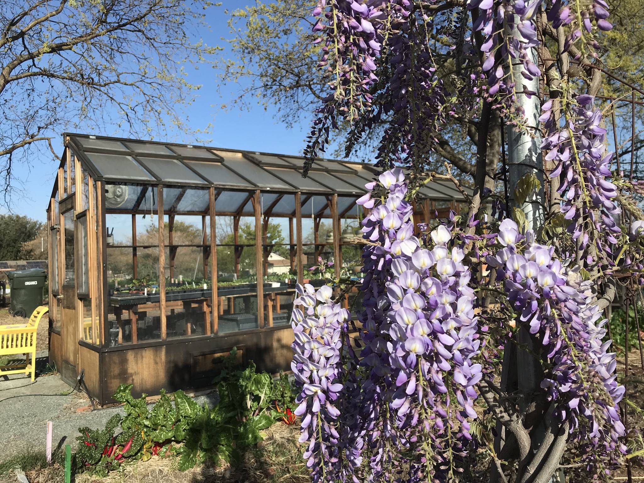 Wisteria plant blooming with greenhouse in background