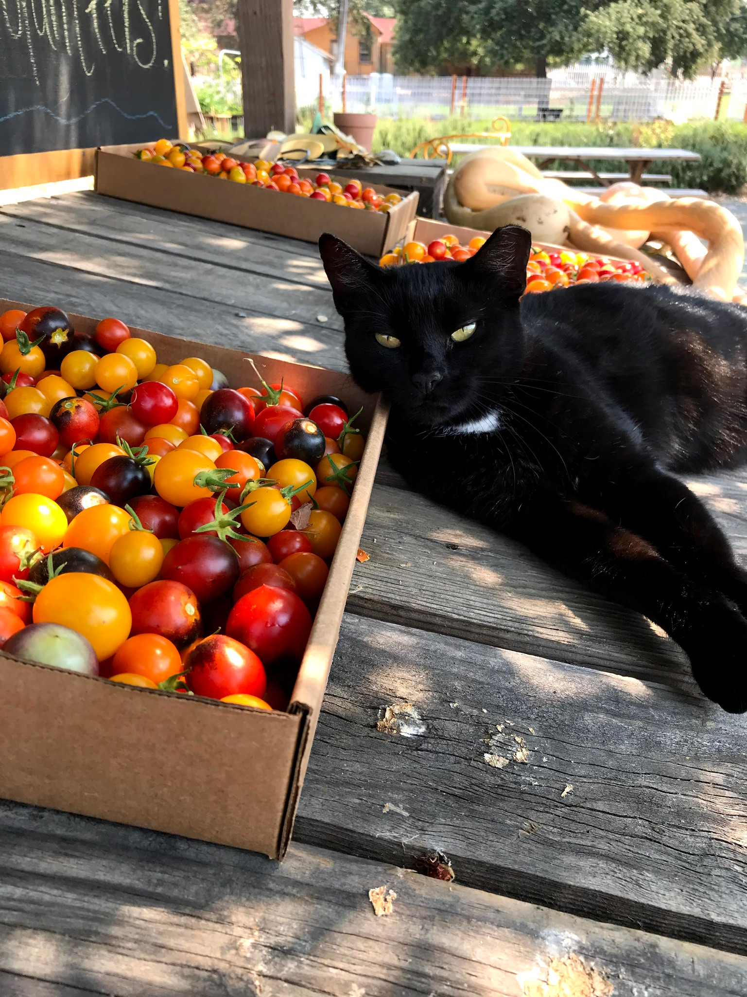 Shadow leaning on a box filled with small tomatoes