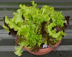 Plastic planter bowl filled with lettuce