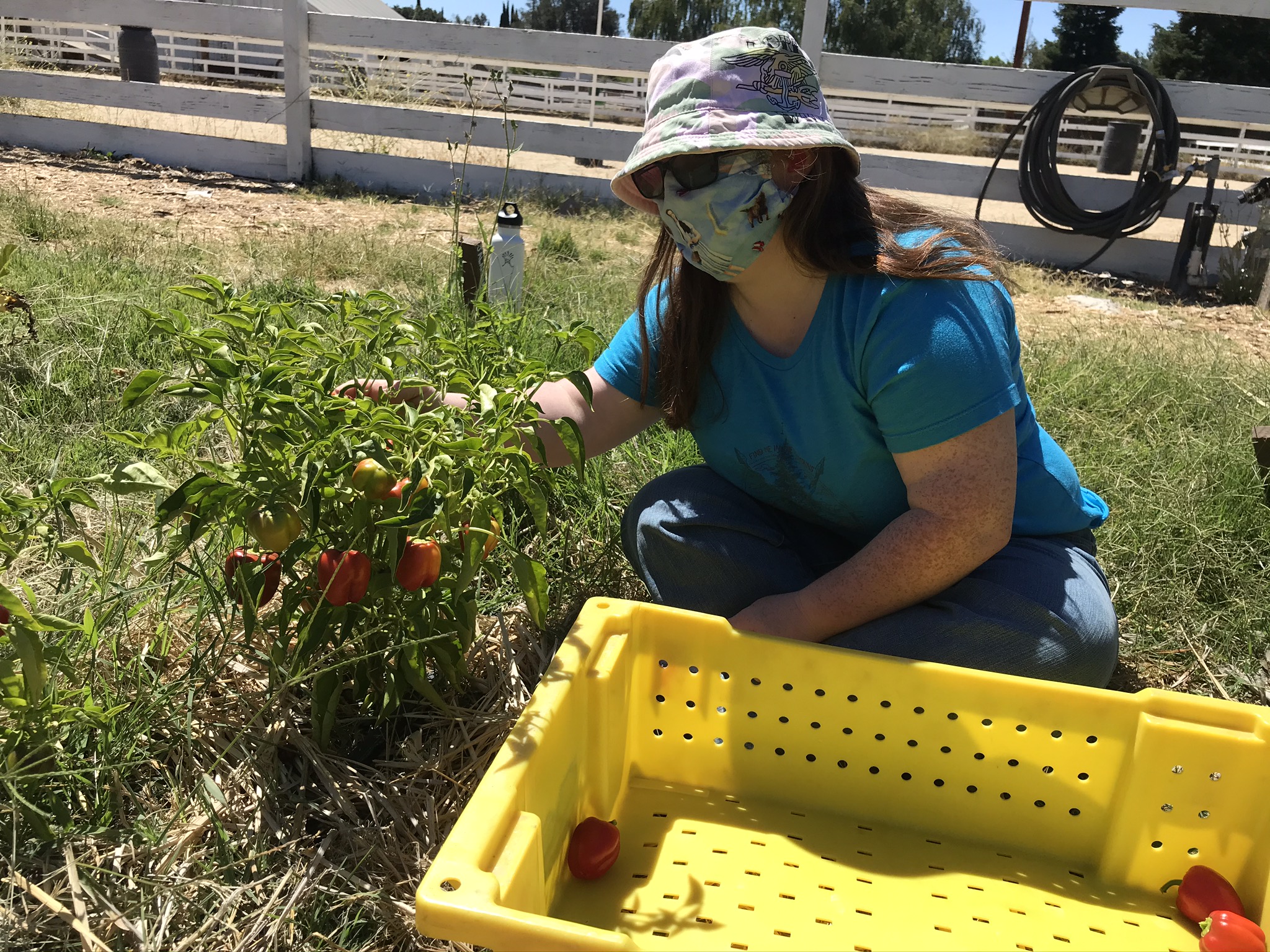 Lauren harvesting red peppers