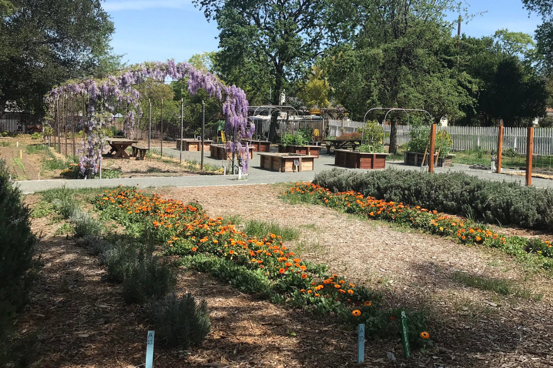 View of the Sunflower Hill Garden with Wisteria and raised beds in the background