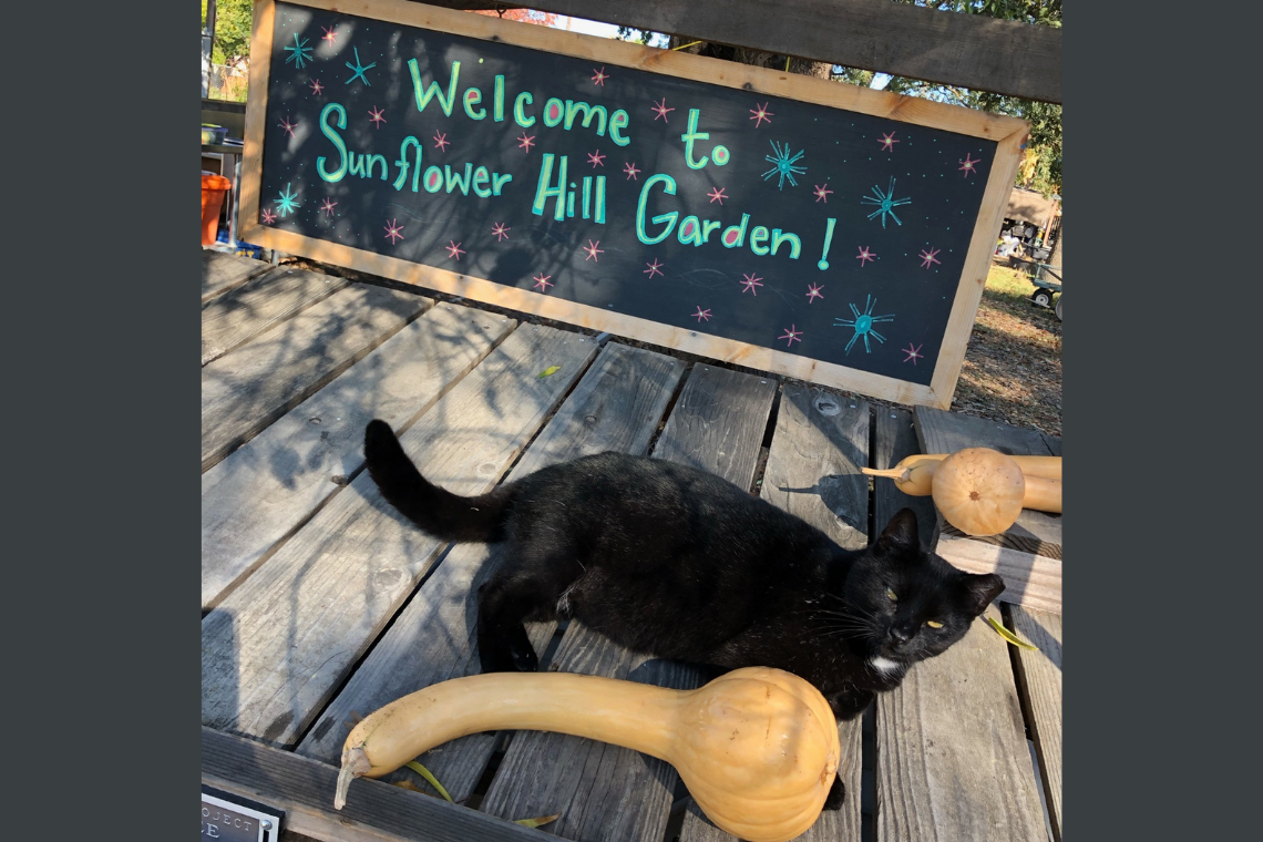 Sign that reads: welcome to the Sunflower Hill Garden. Shadow the cat laying next to a gourd.