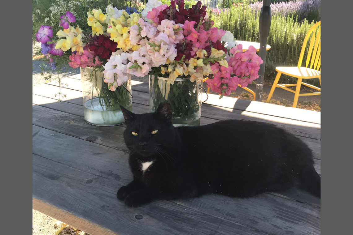 Shadow sitting on table with flowers in background