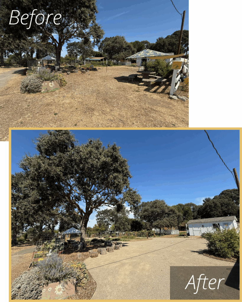 Garden Transformation Before and After